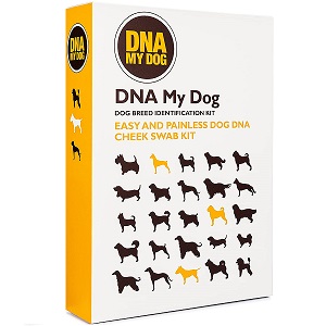 TEST DNA