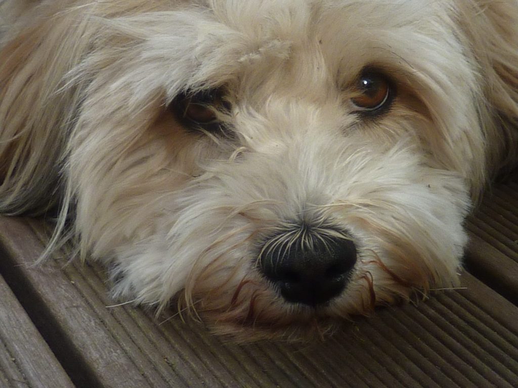 esperanza de vida del bichon maltes